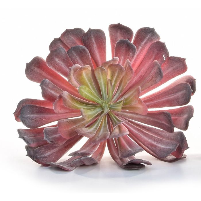 Succulent Plant Red 17 x 19cm