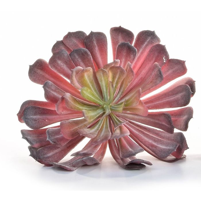 Succulent Plant Red 16 x 12cm