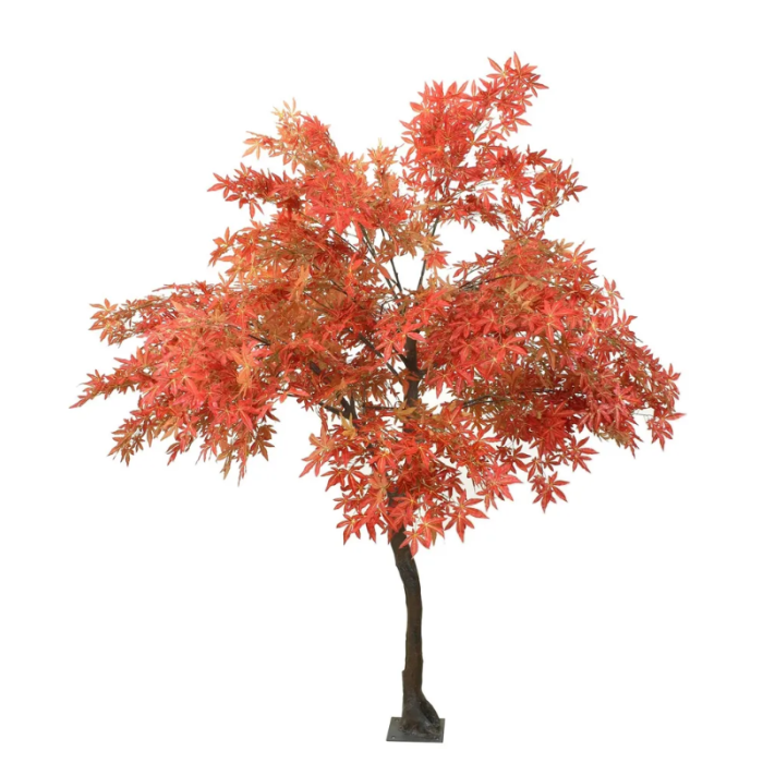 Japanese Maple Tree Red 2.8mtr
