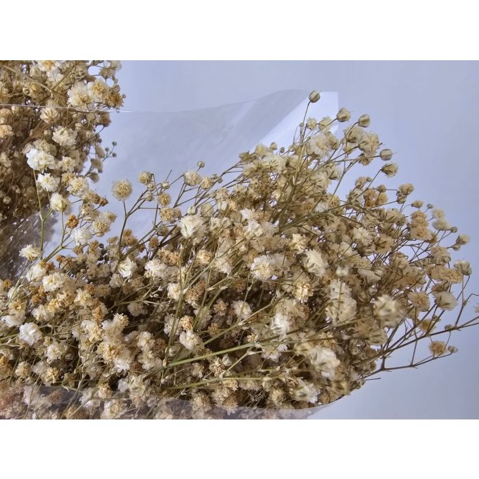 Preserved Gypsophila - Natural