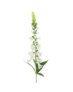 Foxglove Stem 97cm White