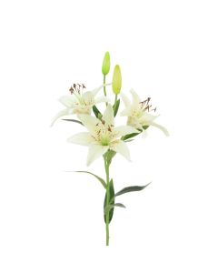 Tiger Lily 82cm Cream