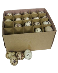 BLOWN Quail Eggs x 60 - Not Edible 