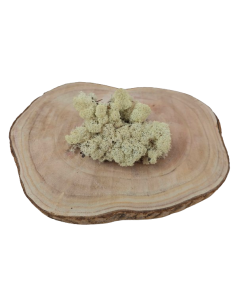Reindeer Moss (Icelandic Moss) Preserved Natural