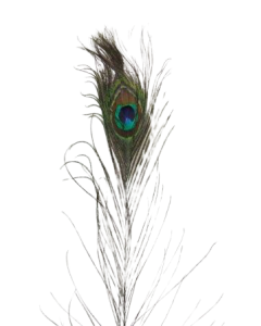 Peacock Feathers Lge X 40 30" - 35"