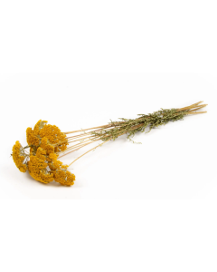Achillea Gold Plate Bunch