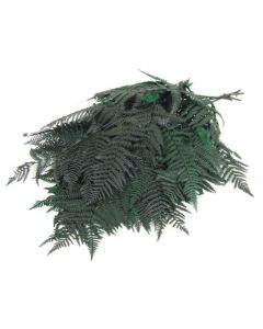 Preserved Bracken Fern Green x 10 Stems