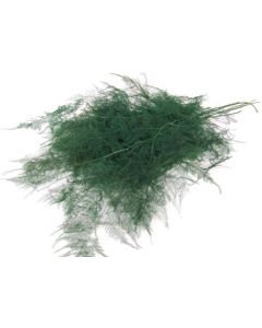 Asparagus Plumosus x 10 Stems