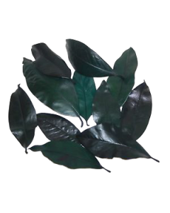 Magnolia Leaves Preserved Green x 1kg