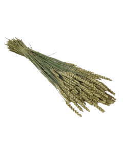 Wheat Natural (Spanish)