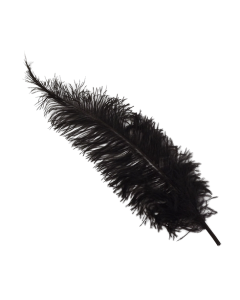 Ostrich Feathers Black X 5