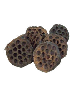 Lotus Heads Large x 50