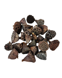 Lotus Heads Mini x 200pcs