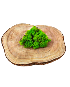 Reindeer Moss (Icelandic Moss) Apple Green (Spring)