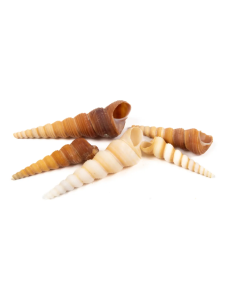 Shells - Terebra Turitella x 1kg
