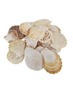 Shells - Pectin Radula 1kg