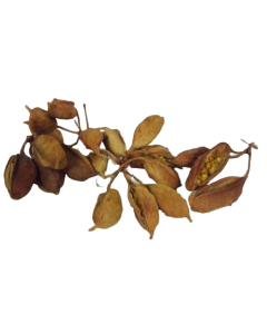 Branchichiton Pod X 800g