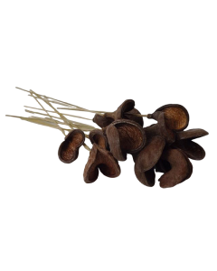 Badam Pods Halves On Stem X 15