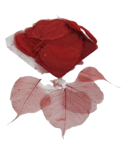 Skeleton Leaves Bleeched Red x 200