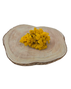 Reindeer Moss (Icelandic Moss) Yellow