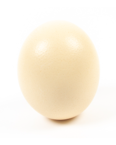 Blown Ostrich Egg X 1
