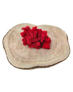 Reindeer Moss (Icelandic Moss) Red