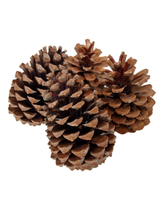 Maritima Cones 10 - 14cm x 50