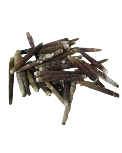 Shell Urchin Spines 500gr