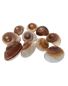 Shells - Landsnail Insomada X 10 pcs