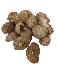 Shells - Sarpa Nest Shells X 15 Pcs