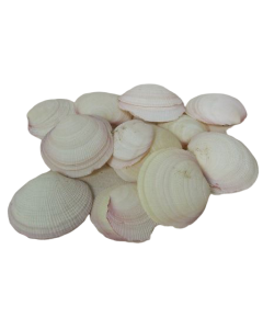 Shells - Codackia Tigrena x 1 kg