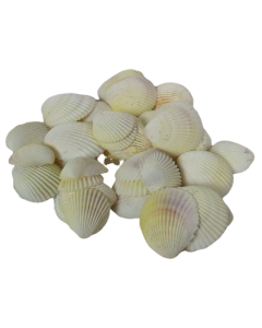 Shells - Cockles White x 1 kg