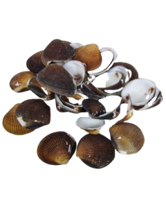 Shells - Cockles Brown x 1 kg
