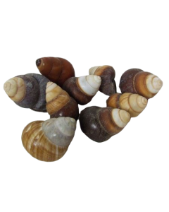 Shells - Brown Landsnail x 25pcs