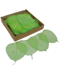 Skeleton Leaves Bleeched Apple Green X 200