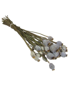 Poppy Bunch (Dutch) Natural