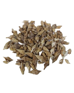 Shells - Chinna x 750g