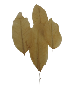 Akebi Leaves White On Wire x 48