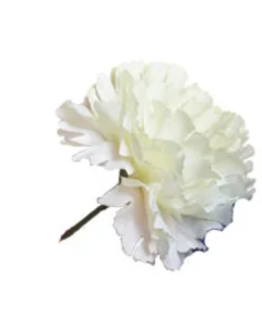 Bloom Carnations Ivory x 12 Stems