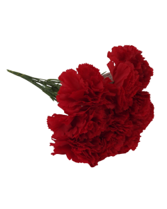 Bloom Carnations Red x 12 Stems