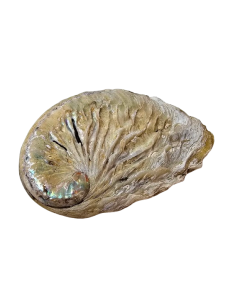 Shells - Abelone Small x 1 Kg