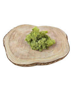 Reindeer Moss (Icelandic Moss) Old Green