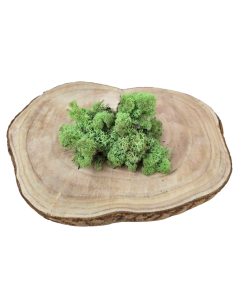 Reindeer Moss (Icelandic Moss) Mint Green