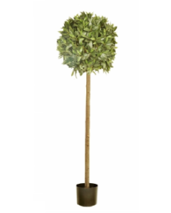 140cm Bay Topiary In Plastic Pot