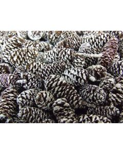 Birch Pine Cone Frosted x 1/2 Kg