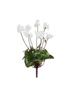 Mini Cyclamen Bush 25cm White