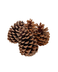 Maritima Cones 12 - 14cm x 10 Pieces