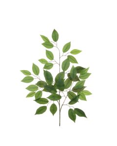 Ficus Spray Green x 42 Leaves 68cm