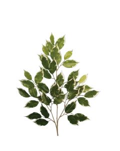 Ficus Spray Variegated  x 42 Leaves 68cm