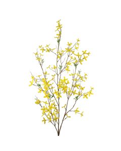 Forsythia Large Yellow 120cm